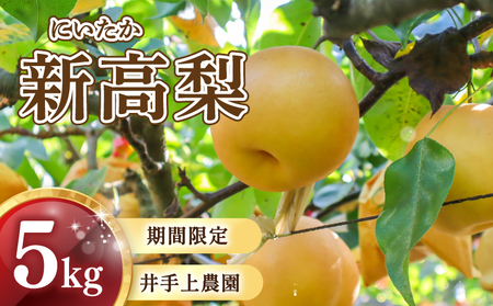 梨 5kg 新高 | 梨 IDG