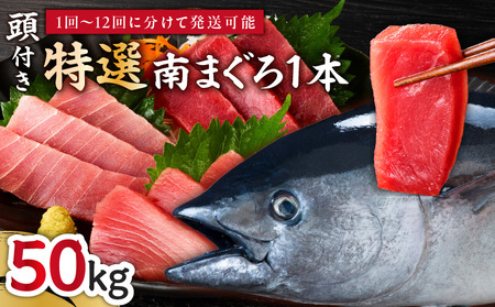 【 定期便 】 特選 寿司 用 南まぐろ 1本 頭付き （ 1～12回 配送 ） M005-T08 冷凍 マグロ 定期
