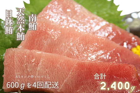 【全4回定期便】中トロ づくし A5ランク ＜ 600gを４回配送 ＞ M005-T03 冷凍 マグロ 定期便