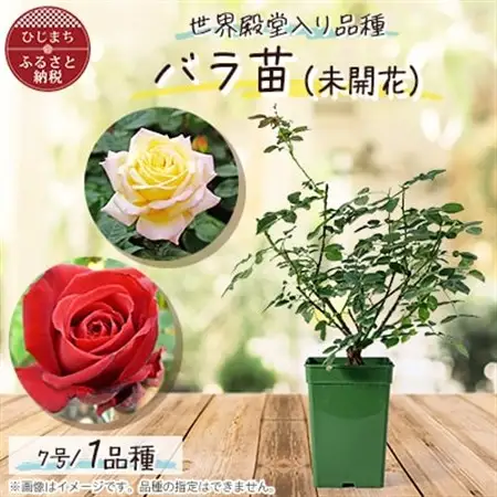 『おおがファーム』店長おすすめ　世界殿堂入りのバラ苗1品種(7号鉢)(未開花)_花・観葉植物 観葉植物・苗木  _【1085905】