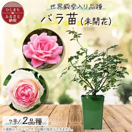 『おおがファーム』店長おすすめ　世界殿堂入りのバラ苗2品種(7号鉢)(未開花)_花・観葉植物 観葉植物・苗木  _【1085906】