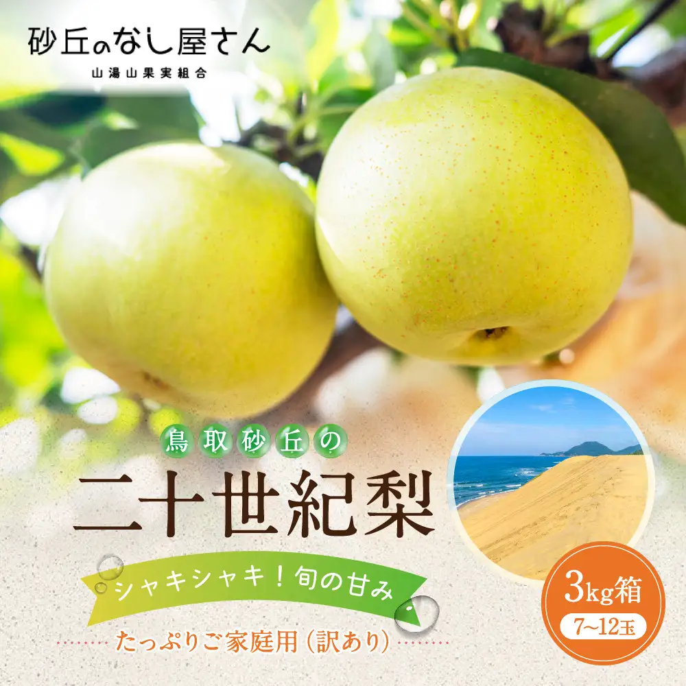 二十世紀梨 訳あり 3キロ（砂丘のなし屋さん）