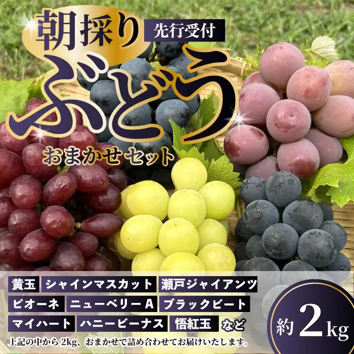 【先行受付】久和田農園の朝採り ぶどう 詰め合わせ 2kg 葡萄 ブドウ 食べ比べ フルーツ 果物 2026年お届け 広島県 三原市 034008