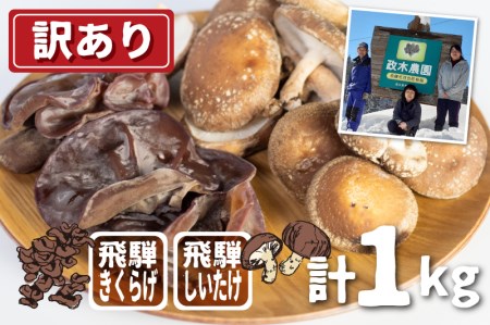 《先行予約》しいたけ・生きくらげセット 計1kg / 政木農園 しいたけ きくらげ