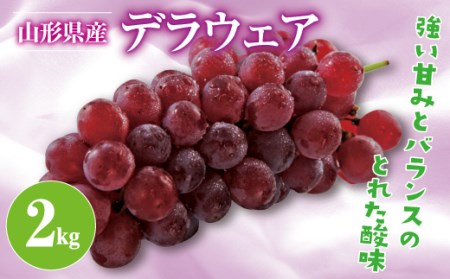 FYN9-383 《2026年先行予約》山形県産 デラウェア 約2kg 2026年8月上旬から順次発送 種無し 食べやすい ぶどう ブドウ 葡萄 くだもの 果物 フルーツ 夏果実 自宅 家庭 産地直送 農家直送 山形県 西川町 月山