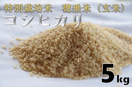 (1025)米　玄米　特別栽培米　穂垂米　「コシヒカリ」　5kg　【令和7年産】