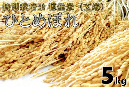 (1027)米　玄米　特別栽培米　穂垂米　「ひとめぼれ」　5kg　【令和7年産】