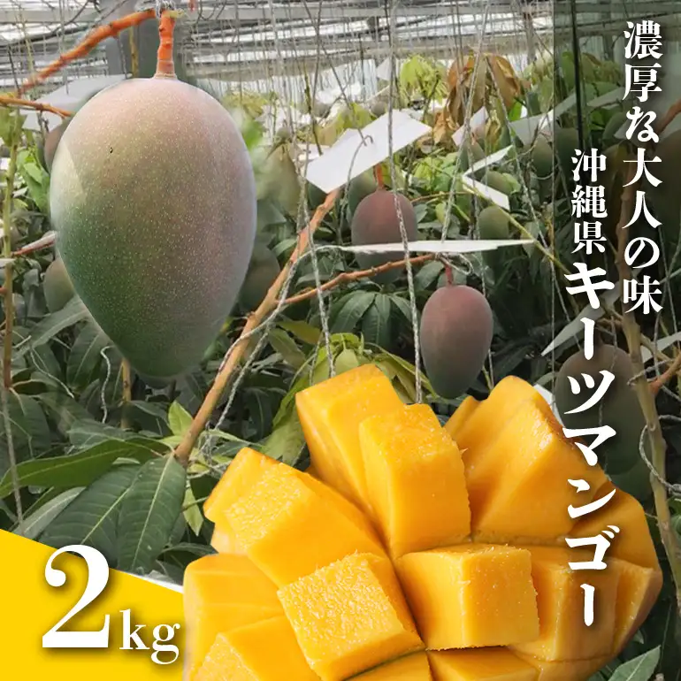 【 先行予約 2026年 発送 】 濃厚な大人の味 沖縄県「 キーツマンゴー 」2kg 沖縄県産 マンゴー 2キロ 緑色 希少 国産 果物 南国 くだもの フルーツ 夏 旬 特産品 沖縄 お取り寄せ 産地直送 農家直送 甘い かしみ園 濃厚 糸満市 18-1