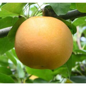 訳あり あきづき 3kg【やぶやフルーツガーデン】