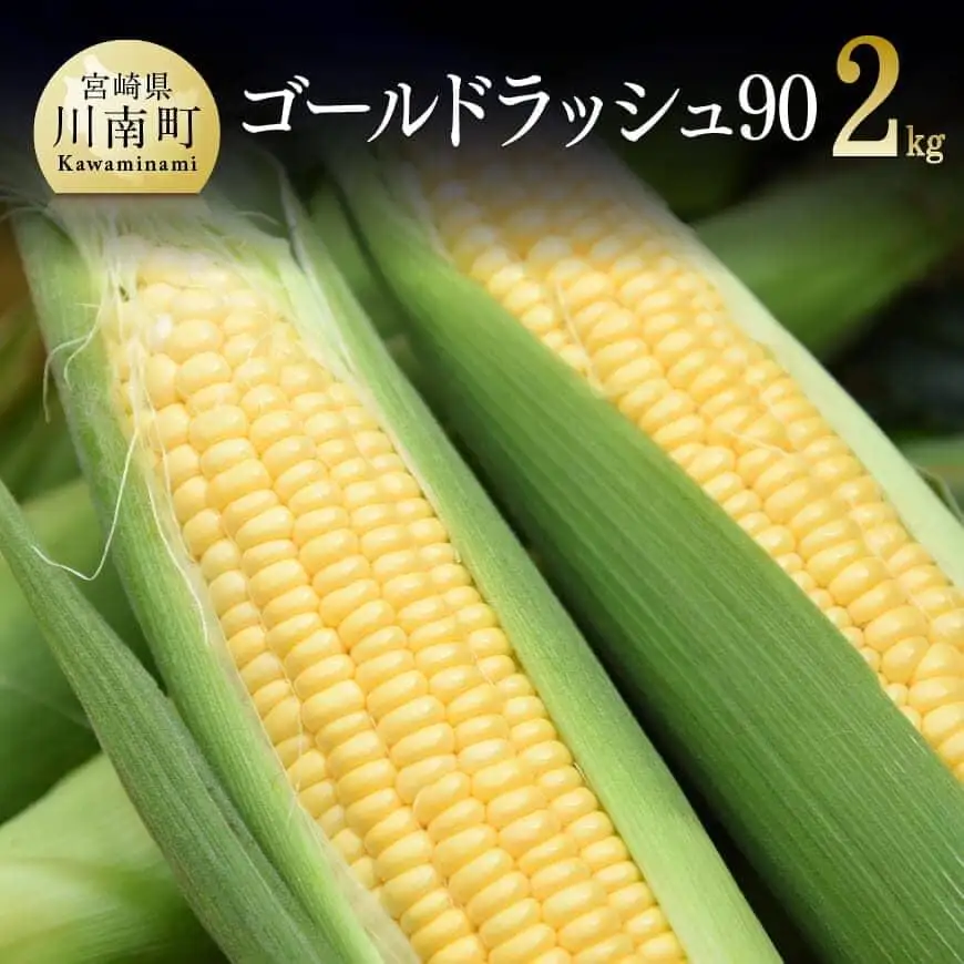 【令和8年発送】政岡さんちのスイートコーン『ゴールドラッシュ90』2kg スイートコーン