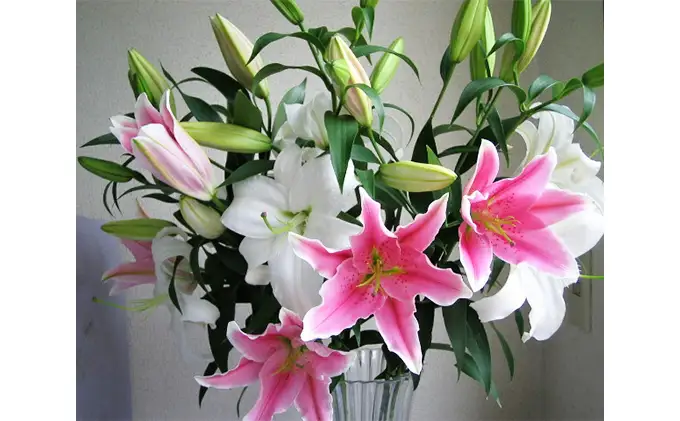 産地直送 オリエンタルユリ生花（切花）ミックス6本セット 
