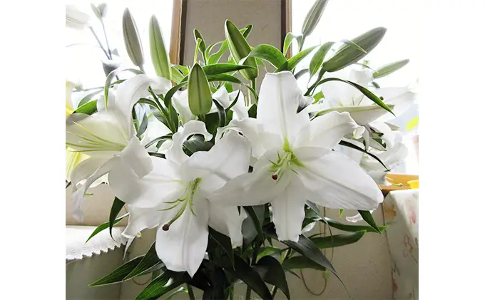 産地直送 オリエンタルユリ生花（切花）白色6本セット 