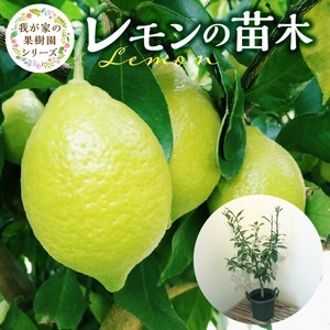 チーム田主丸『我が家の果樹園』シリーズ 【レモンの苗木】_チーム田主丸 我が家の果樹園 シリーズ レモン 苗木 フルーツ 高さ 70cm くらい 鉢径 7号 結実年数 2年目安 料理 お酒 ご家庭に一本 重宝 ふるさと管理綜合株式会社 お取り寄せ 福岡県 久留米市 送料無料 〔Hf017〕