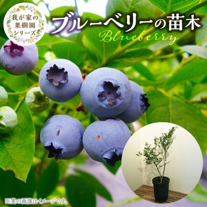 チーム田主丸『我が家の果樹園』シリーズ 【ブルーベリー】_ブルーベリー 苗木 高さ 約 50 cm 鉢経 7号 結実年数 2年目安 チーム田主丸 我が家の果樹園 シリーズ フルーツ 果物 ベリー 庭木 落葉 果樹 植樹 鉢植え 庭植え ガーデニング 福岡県 久留米市 お取り寄せ 送料無料 〔Hf019〕