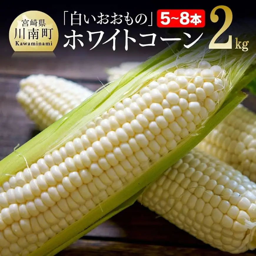 【令和8年発送】政岡さんちのスイートコーン「白いおおもの（ホワイトコーン）」2kg スイートコーン
