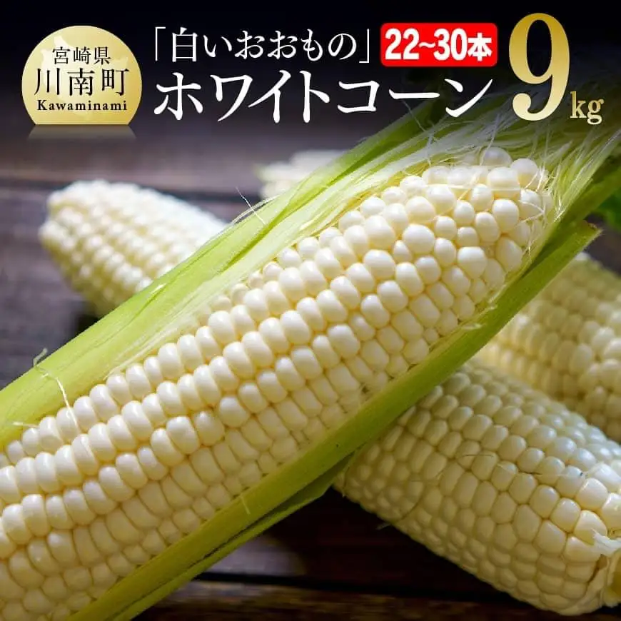 【令和8年発送】政岡さんちのスイートコーン「白いおおもの（ホワイトコーン）」9kg スイートコーン
