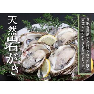 鳥取賀露港 天然岩がきセット【かねまさ・浜下商店】