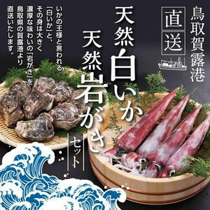 鳥取賀露港 天然白いか・天然岩がきセット【かねまさ・浜下商店】
