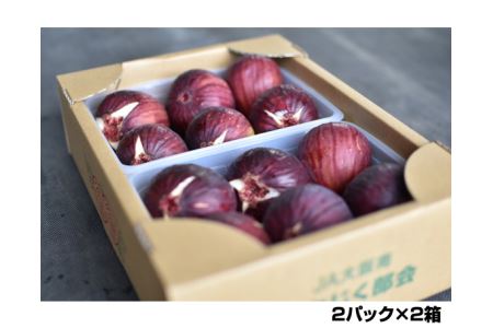 いちじく 朝採り 【2026年配送】　約2kg ／ 無花果 イチジク フルーツ くだもの 果物 果実 朝採れ 新鮮 農家直送 河南町産 大阪府 特産品 No.141