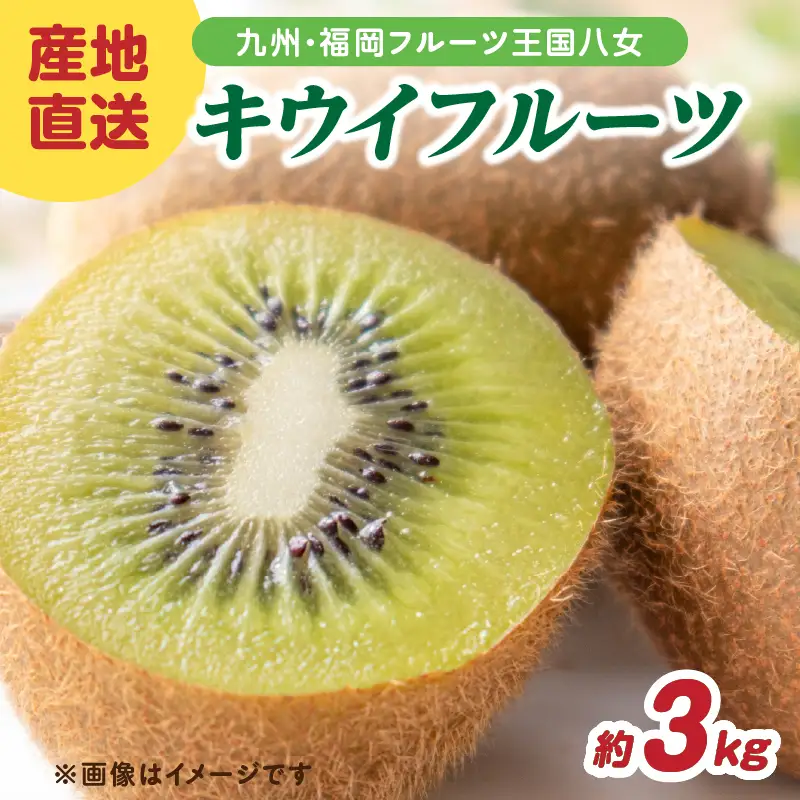 九州・福岡フルーツ王国八女 産地直送キウイフルーツ 約3.0kg【2026年12月発送開始】＜配送不可：北海道・沖縄・離島＞ フルーツ ヘイワード 産地直送 期間限定 福岡県 八女市 072-003
