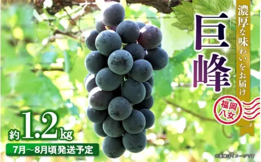 【先行受付】【2026年7月～8月発送予定】九州・福岡フルーツ王国八女から直送！巨峰［ぶどう］４パック（約1.2kg）＜配送不可：北海道・沖縄・離島＞ 巨峰 ブドウ フルーツ デザート 旬 果物 直送 果汁 みずみずしい 福岡県 八女市 072-006
