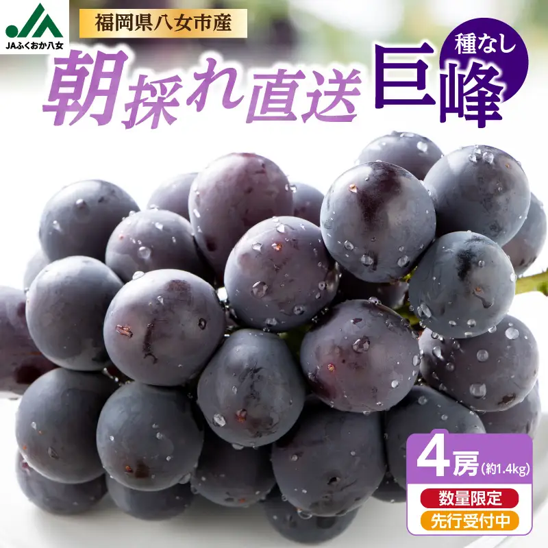 【先行受付】種なし 巨峰 1.4kg（350g×4パック）｜2026年7月上旬～発送予定 産地直送 種なし巨峰 甘い巨峰 ジューシーな巨峰 大粒な巨峰 002-006