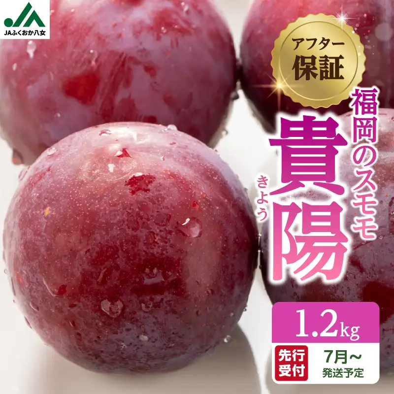 【先行受付】＜福岡のスモモ＞貴陽【1.2kg】【JAふくおか八女】※7月上旬～発送予定 002-008