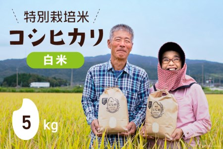 【期間限定発送】 米 令和6年 特別栽培米 コシヒカリ 白米 5kg ×1 [農家にしの 石川県 宝達志水町 38600884]