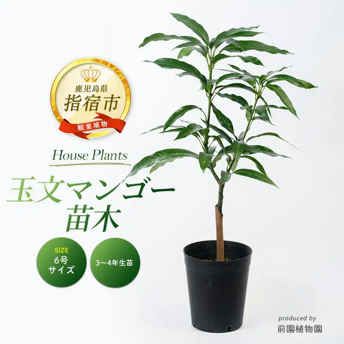 2026年1月中旬～発送【観葉植物】玉文(ぎょくぶん)マンゴー苗木 6号ポット 3～4年生苗木 前園植物園 IB002-021  観葉植物 ※北海道・沖縄・離島配送不可