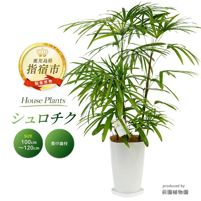 2026年1月中旬～発送【観葉植物】シュロチク100cm～120cm 前園植物園 IB002-013 観葉植物 ※北海道・沖縄・離島配送不可
