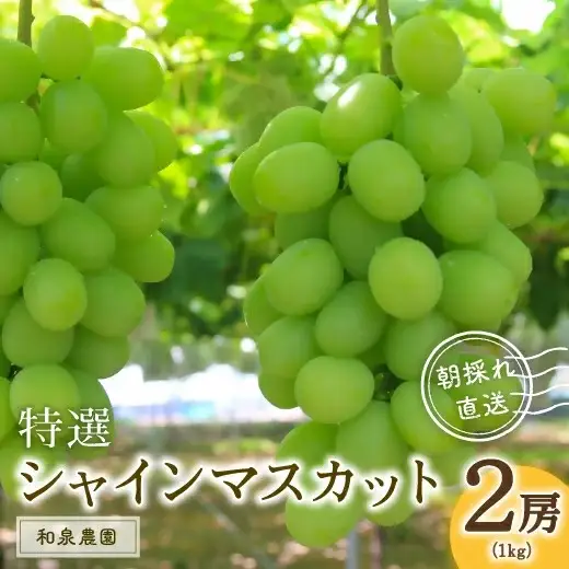 特選シャインマスカット2房入(約1kg) | 豊後高田市 シャインマスカット