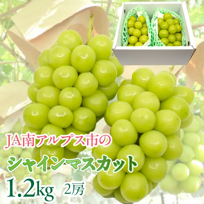 ★TBSテレビ系列「ひるおび」で取り上げられました！★＜2026年発送先行予約＞絶品！南アルプス市産シャインマスカット1.2kg ALPAA003 | 人気 山梨産 高評価 ランキング おすすめ |