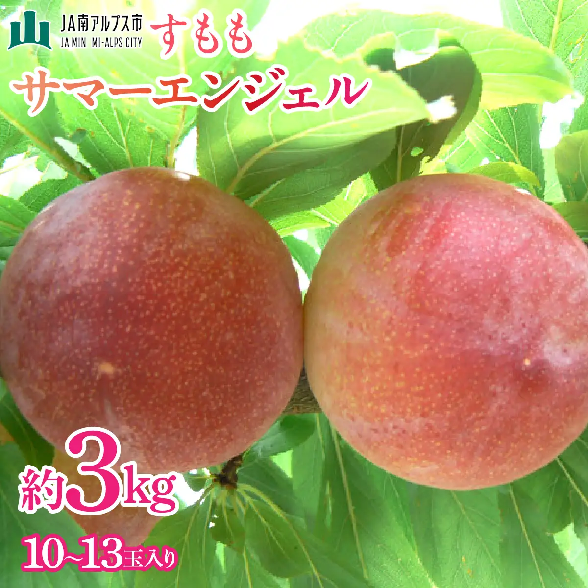 ＜2026年発送先行予約＞すもも「サマーエンジェル」10～13玉入り×2箱約3ｋｇ ALPAA015