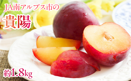 ＜2026年発送先行予約＞すもも「貴陽」約1.8ｋｇ ALPAA024