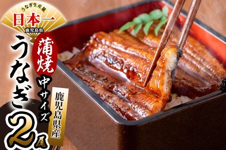 鹿児島県産 伊崎田のうなぎ蒲焼 中＜150g以上＞× 2尾(計300g以上) うなぎ 鰻 ウナギ 国産 鹿児島県産 九州産 蒲焼き 冷凍 うな重 ひつまぶし a5-223