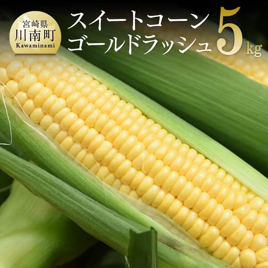 【令和8年発送】宮崎県産とうもろこし　朝どれ！守部さんちのゴールドラッシュ5kg 【 先行予約 数量限定 期間限定 とうもろこし スイートコーン トウモロコシ スィートコーン 令和8年発送 】