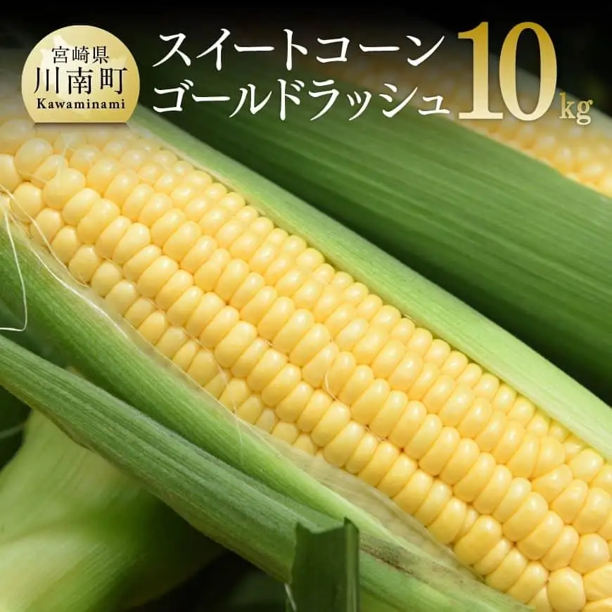 【令和8年発送】宮崎県産とうもろこし　朝どれ！守部さんちのゴールドラッシュ10kg 【 先行予約 数量限定 期間限定 とうもろこし スイートコーン 産地直送 令和8年発送 朝どれ スィート―コーン 新鮮】