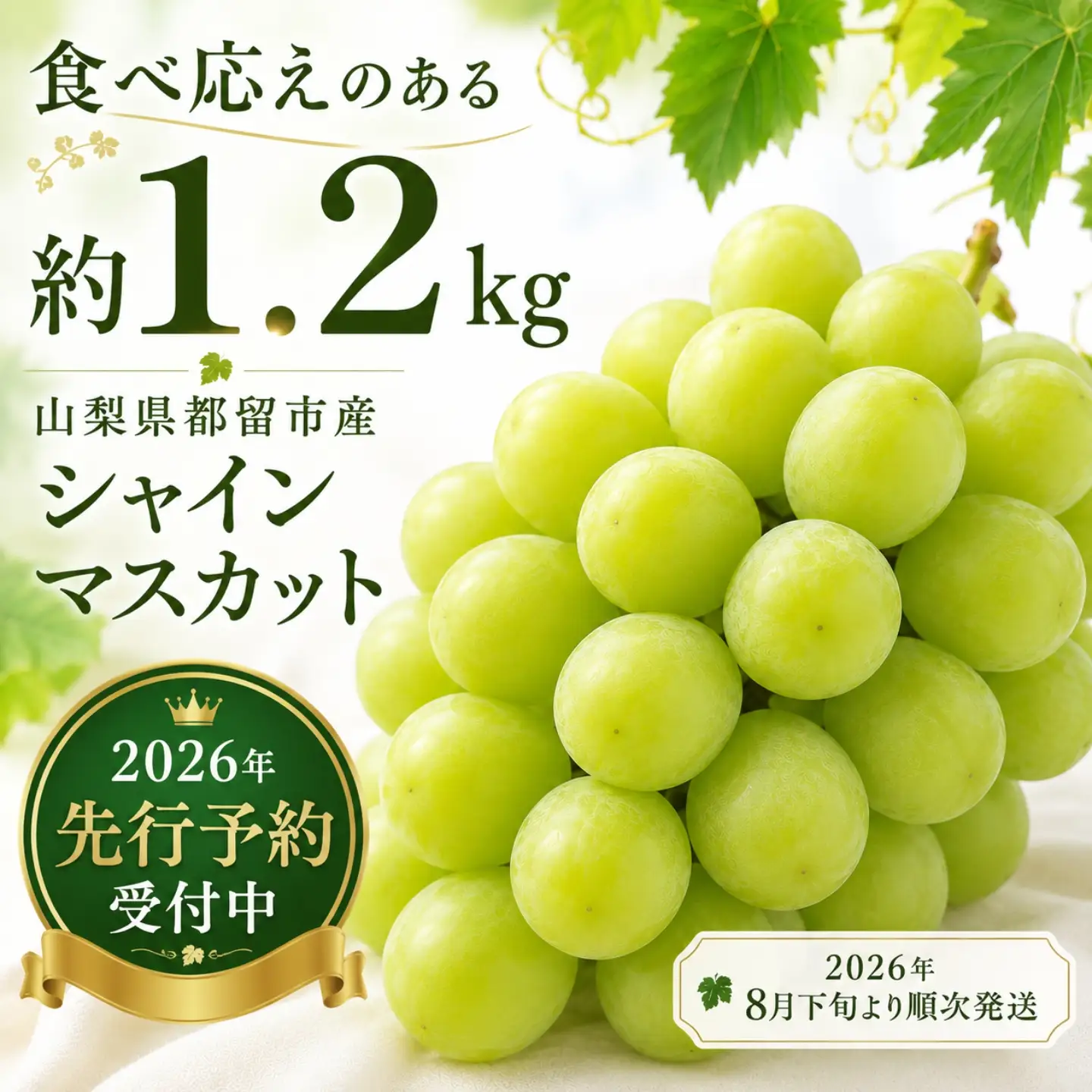 【数量限定】シャインマスカット 約1.2kg  2026年収穫分　
