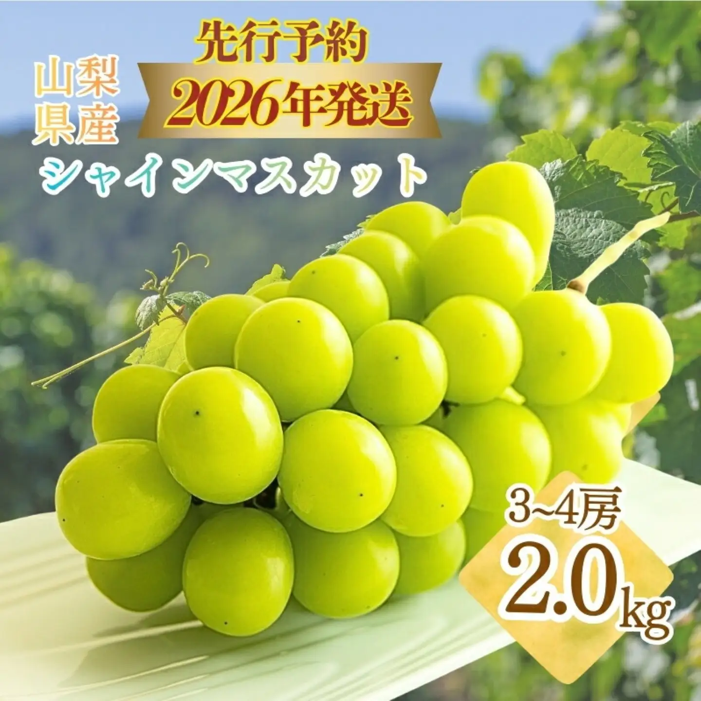 【2026年発送】シャインマスカット 約2.0kg シャインマスカット