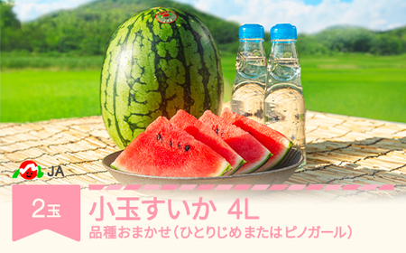 先行予約 小玉 すいか 4L×2玉入り 令和8年産 2026年産 品種おまかせ ひとりじめ または ピノガール ja-sukox2 ※沖縄・離島への配送不可