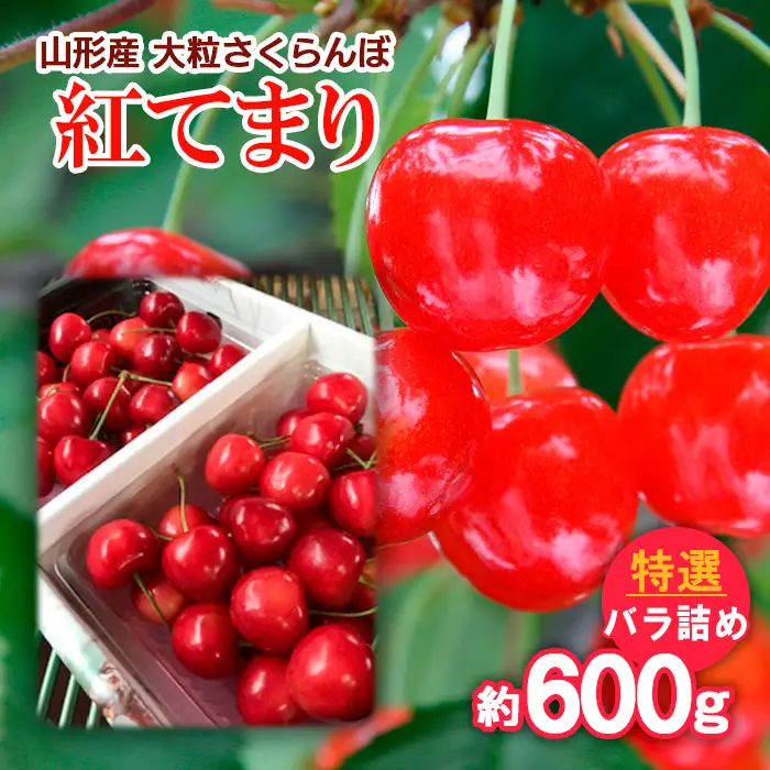 山形産 大粒さくらんぼ 紅てまり 特選 バラ詰め 約600g 【令和8年産先行予約】FS25-711 くだもの 果物 フルーツ 山形 山形県 山形市 2026年産