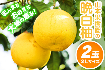 【先行予約】山本果樹園の晩白柚 2玉（2Lサイズ） 山本果樹園《12月中旬-3月中旬頃出荷》果物 フルーツ ザボン 熊本 特産品