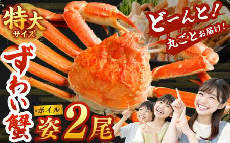 特大 ボイル ズワイ蟹 姿 1.5kg 2尾 ｜ 海鮮 カニ かに 蟹 ズワイガニ かにみそ カニみそ 冷凍
