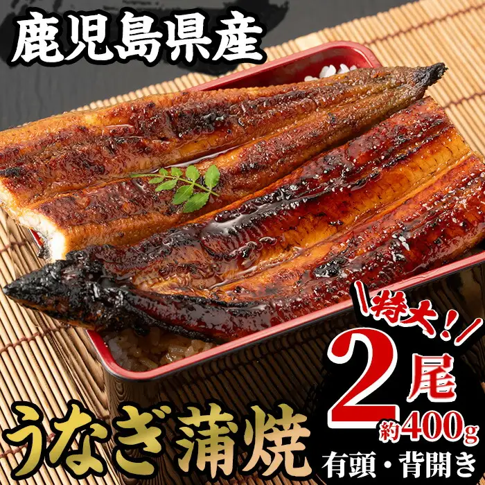 鹿児島県産 うなぎ 蒲焼 特大 2尾 うなぎ【00-025-16-90】