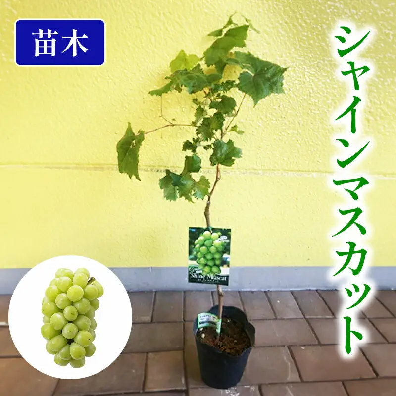 果樹苗 ぶどう シャインマスカット 苗木 植物 苗 マスカット