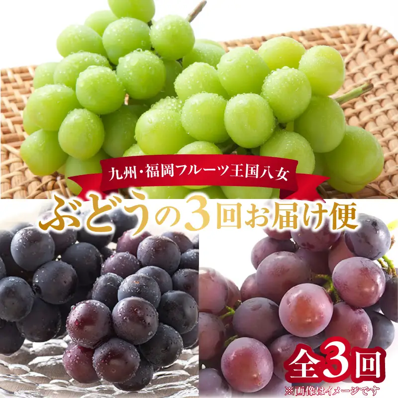 九州・福岡フルーツ王国八女　ぶどう3回お届け便【全3回】＜配送不可：北海道・沖縄・離島＞ ぶどう 葡萄 定期便 合計3回 巨峰 ピオーネ シャインマスカット 家庭用 072-T030