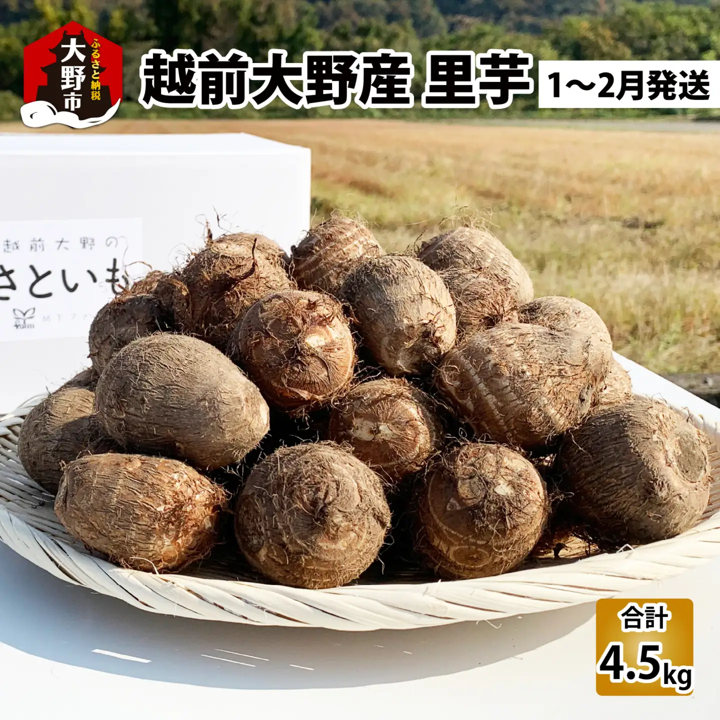 【先行予約】特別栽培 越前大野産 里芋 4.5kg【2027年1月～2月下旬まで発送】農家直送 さといも [A-008002]