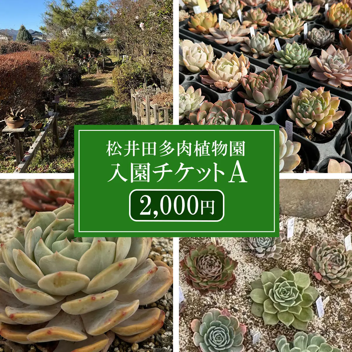 松井田多肉植物園チケットA（2,000円） ANAG002