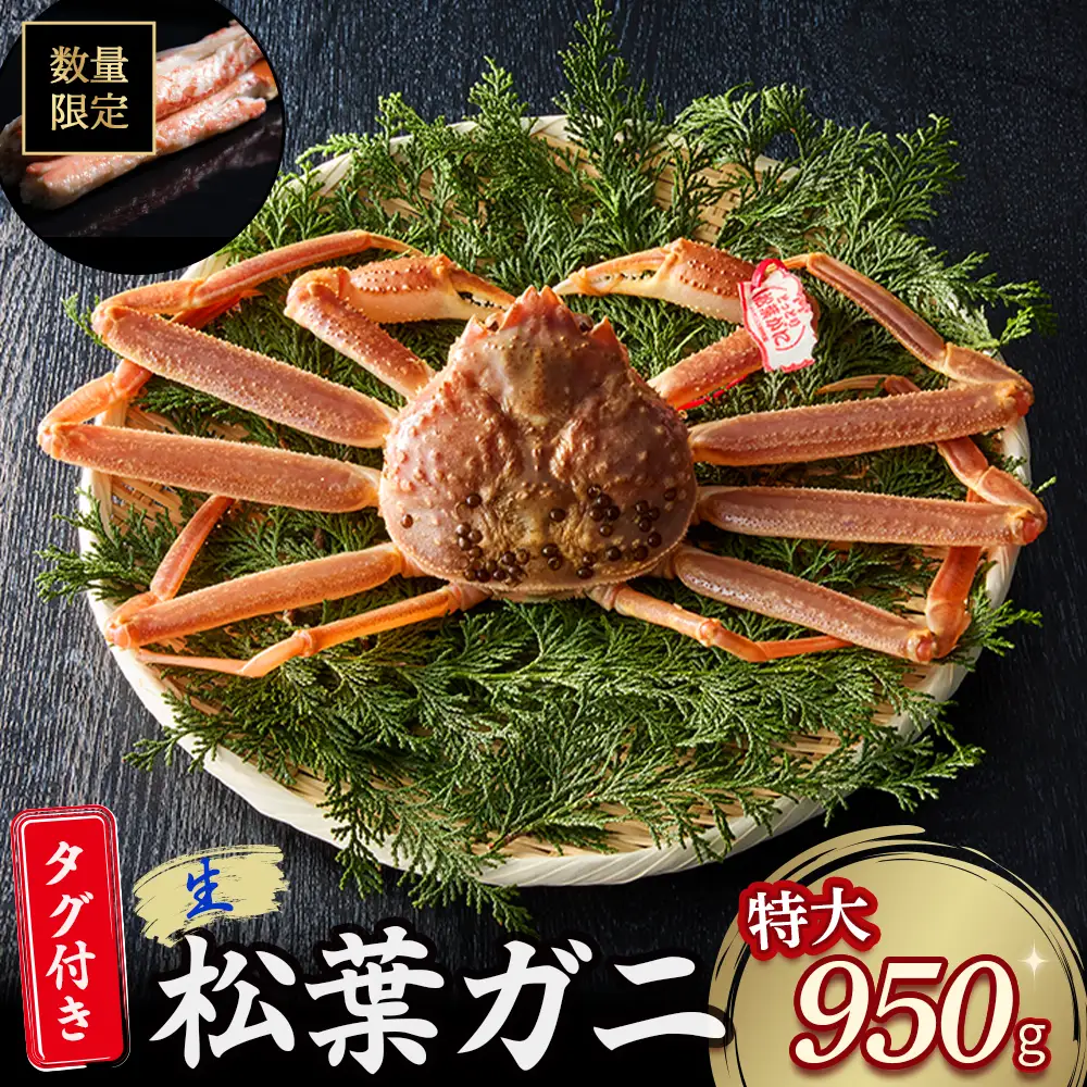 【先行予約】【魚倉】タグ付き生松葉ガニ（特大950g） かに 蟹 カニ