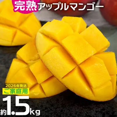 マンゴー 2026年発送 ご家庭用 完熟アップルマンゴー 約1.5kg